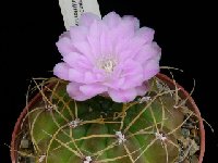 Gymnocalycium monvillei multiflorum JL1951.JPG